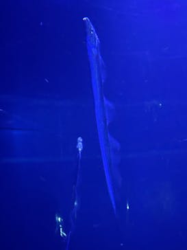 サンシャイン水族館に投稿された画像（2022/9/25）