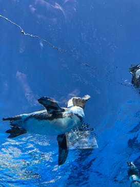 サンシャイン水族館に投稿された画像（2022/9/25）