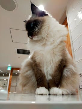 猫カフェモカ　町田ジョルナ店に投稿された画像（2022/9/22）