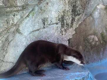 ゼロ距離水族館 伊勢シーパラダイスに投稿された画像（2022/9/25）