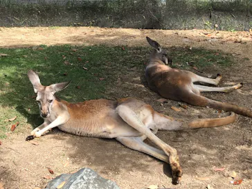 神戸どうぶつ王国に投稿された画像（2022/9/25）