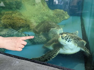 大分マリーンパレス水族館 「うみたまご」に投稿された画像（2022/9/25）