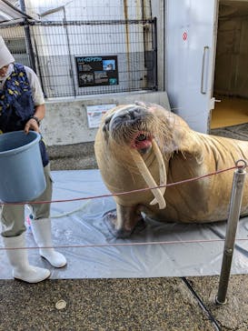 大分マリーンパレス水族館 「うみたまご」に投稿された画像（2022/9/25）