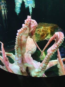 サンシャイン水族館に投稿された画像（2022/9/25）