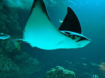 サンシャイン水族館に投稿された画像（2022/9/25）