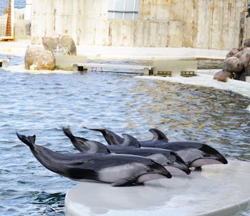 城崎マリンワールドに投稿された画像（2022/9/25）