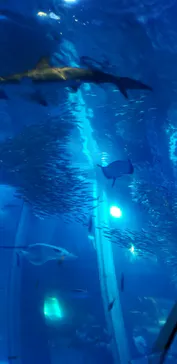 横浜・八景島シーパラダイスに投稿された画像（2022/9/25）