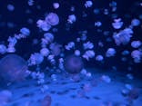 京都水族館に投稿された画像（2022/9/26）