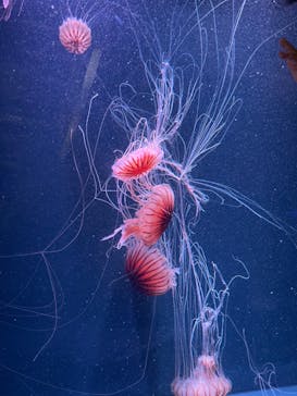 京都水族館に投稿された画像（2022/9/25）