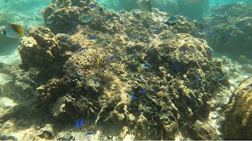 武藤潜水に投稿された画像（2022/9/25）