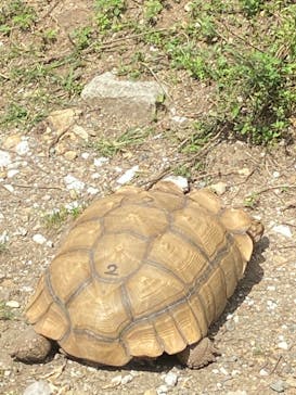 秋吉台自然動物公園 サファリランドに投稿された画像（2022/9/25）