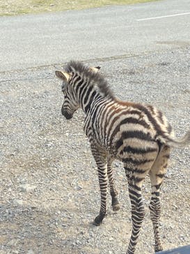 秋吉台自然動物公園 サファリランドに投稿された画像（2022/9/25）