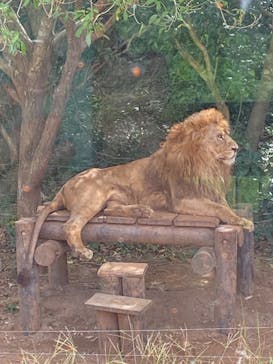 秋吉台自然動物公園 サファリランドに投稿された画像（2022/9/25）