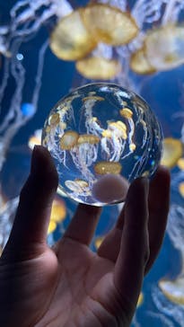 新江ノ島水族館に投稿された画像（2022/9/25）