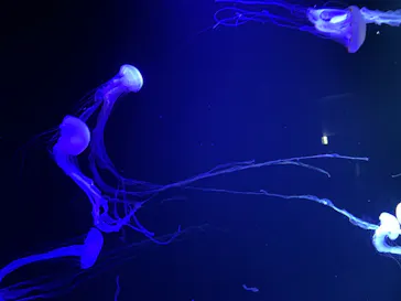 サンシャイン水族館に投稿された画像（2022/9/25）