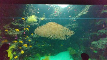 環境水族館アクアマリンふくしまに投稿された画像（2022/9/25）