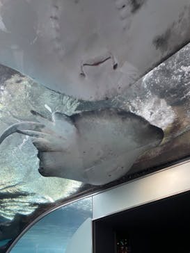 新江ノ島水族館に投稿された画像（2022/9/26）