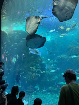 新江ノ島水族館に投稿された画像（2022/9/26）