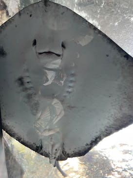 新江ノ島水族館に投稿された画像（2022/9/26）