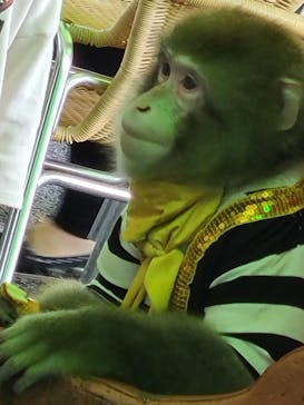 おさるランド＆アニタウン　日光さる軍団劇場に投稿された画像（2022/9/26）