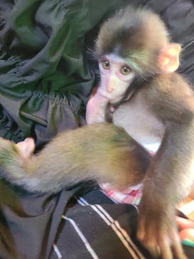 おさるランド＆アニタウン　日光さる軍団劇場に投稿された画像（2022/9/26）