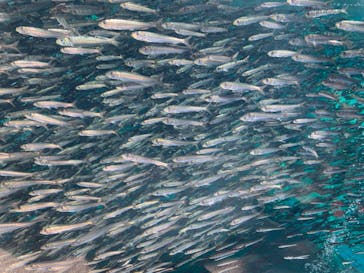 環境水族館アクアマリンふくしまに投稿された画像（2022/9/26）