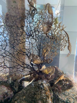 環境水族館アクアマリンふくしまに投稿された画像（2022/9/26）