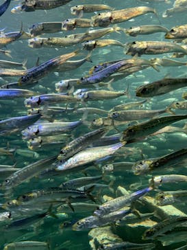 サンシャイン水族館に投稿された画像（2022/9/26）