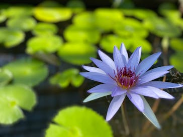 熱川バナナワニ園に投稿された画像（2022/9/26）