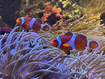 しながわ水族館に投稿された画像（2022/9/26）