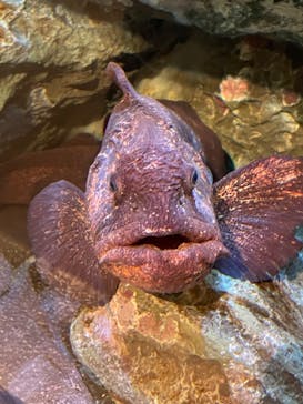 しながわ水族館に投稿された画像（2022/9/26）