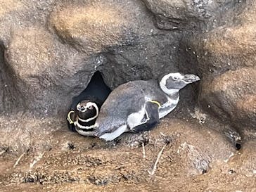 しながわ水族館に投稿された画像（2022/9/26）