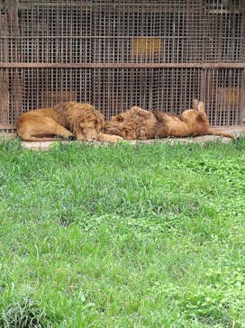 那須サファリパークに投稿された画像（2022/9/26）