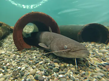 滋賀県立琵琶湖博物館に投稿された画像（2022/9/26）