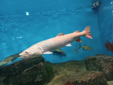 滋賀県立琵琶湖博物館に投稿された画像（2022/9/26）