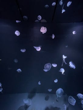 サンシャイン水族館に投稿された画像（2022/9/26）