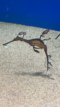 サンシャイン水族館に投稿された画像（2022/9/26）