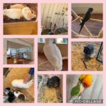 Moff animal cafe 小田原ダイナシティ店に投稿された画像（2022/9/27）