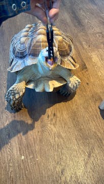 Moff animal cafe 小田原ダイナシティ店に投稿された画像（2022/9/26）