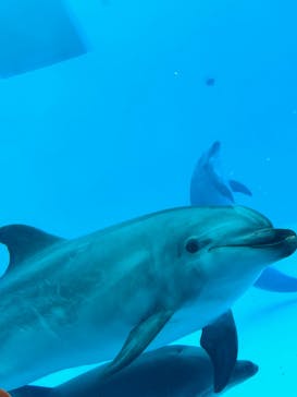 名古屋港水族館に投稿された画像（2022/9/27）