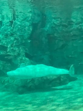 名古屋港水族館に投稿された画像（2022/9/27）