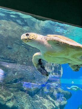 名古屋港水族館に投稿された画像（2022/9/27）