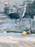天王寺動物園に投稿された画像（2022/9/27）