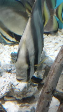 サンシャイン水族館に投稿された画像（2022/9/27）