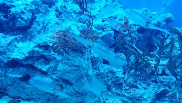 サンシャイン水族館に投稿された画像（2022/9/27）