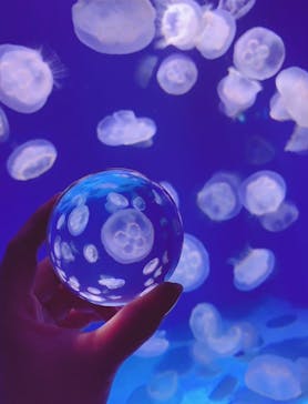 新江ノ島水族館に投稿された画像（2022/9/27）