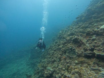 沖縄ダイビング ピンクマーメイドに投稿された画像（2022/9/27）