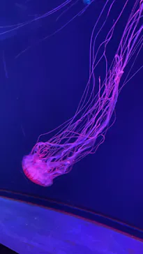 すみだ水族館に投稿された画像（2022/9/28）