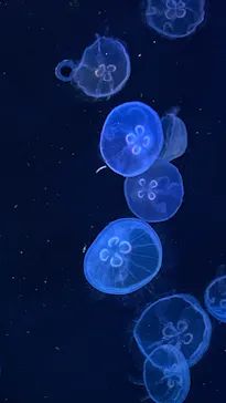 すみだ水族館に投稿された画像（2022/9/28）