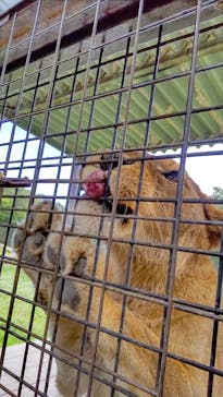 那須サファリパークに投稿された画像（2022/9/28）